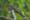 Le Coucou Koël, l’oiseau qu’on entend hurler partout en Thaïlande