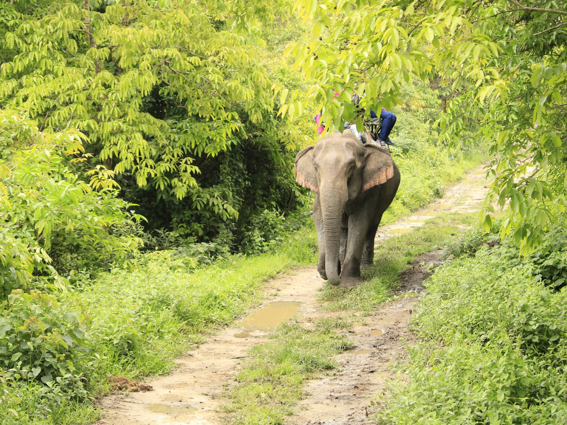 Journée nationale des Éléphants