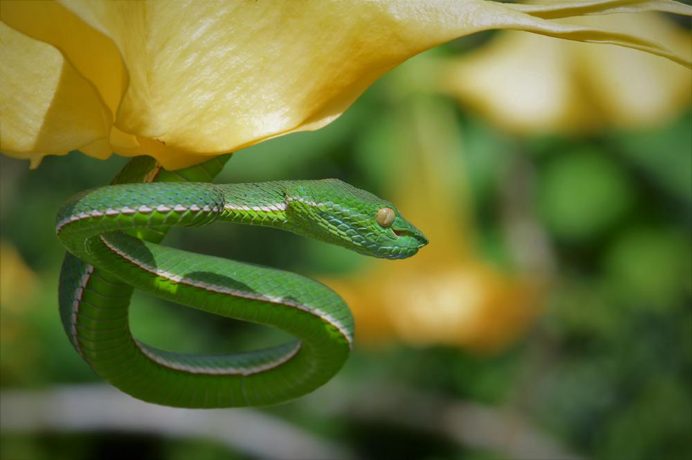 Les animaux dangereux que l’on peut voir en Thaïlande