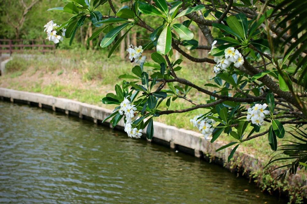 Que faire et que voir aux alentours de Bangkok ?