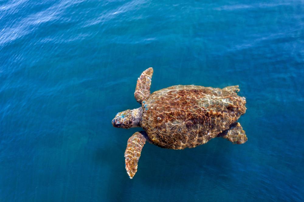 Où voir des tortues en Thaïlande ?