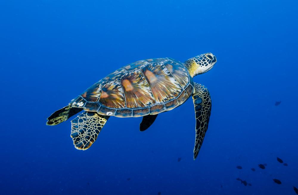 Où voir des tortues en Thaïlande ?