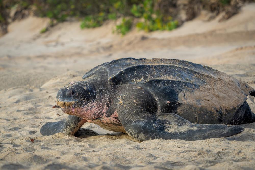 Où voir des tortues en Thaïlande ?