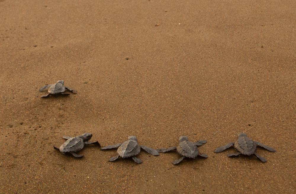 Où voir des tortues en Thaïlande ?