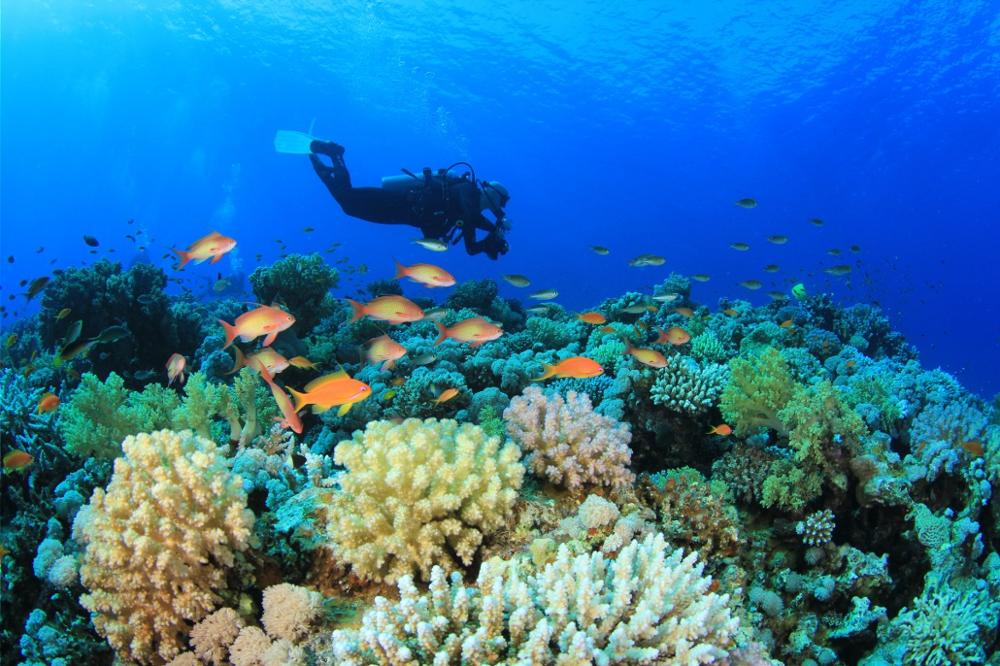 Les meilleurs spots de plongée en Thaïlande