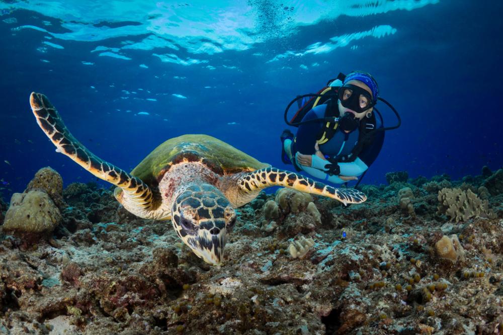 Où voir des tortues en Thaïlande ?