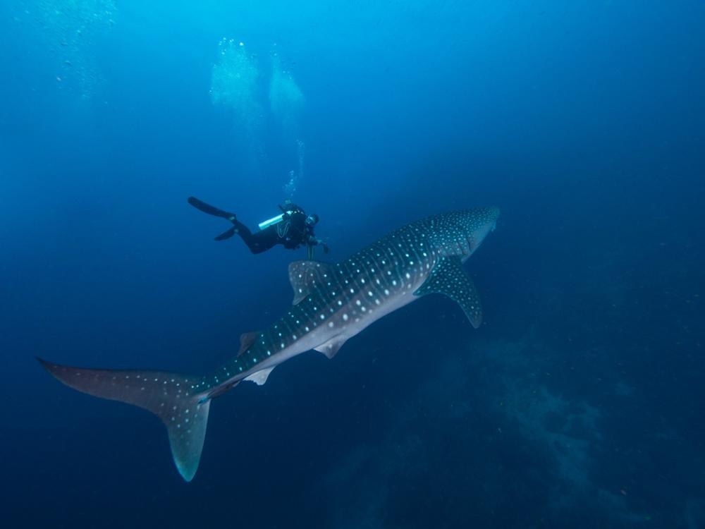 Les meilleurs spots de plongée pour voir les requins baleines en Thaïlande