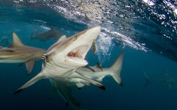Maya Bay - Retour au bercail des requins à pointes noires