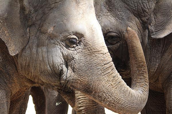 Voir les éléphants en Thaïlande : 5 refuges et sanctuaires responsables