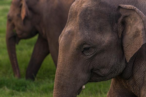 Voir les éléphants en Thaïlande : 5 refuges et sanctuaires responsables