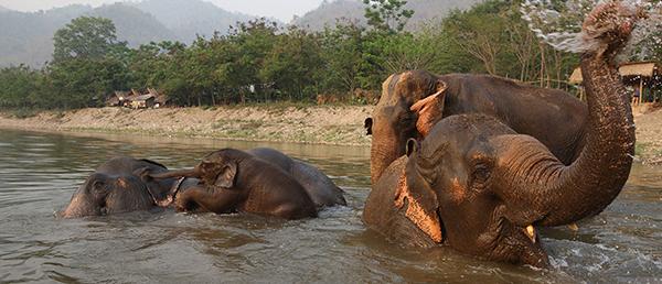 Voir les éléphants en Thaïlande : 5 refuges et sanctuaires responsables